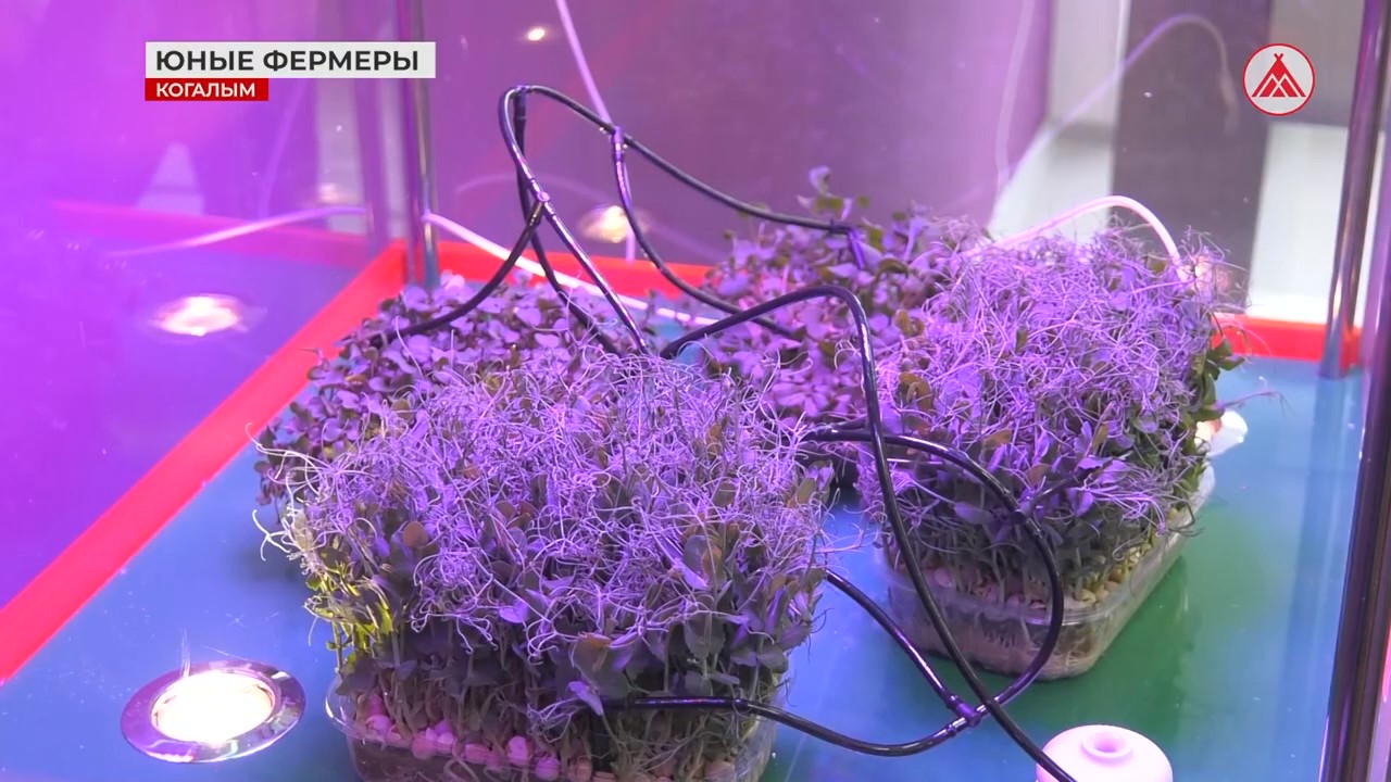 Сити-ферма в биоквантуме